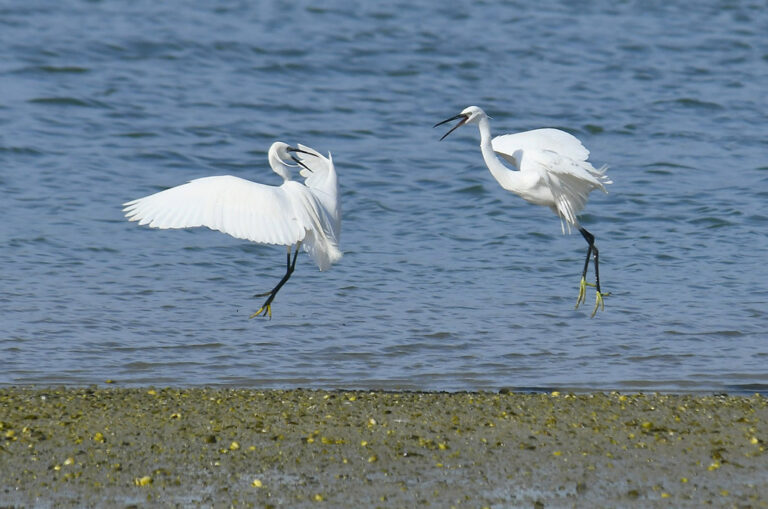 BIRDS-e-book for bird and accordion lovers